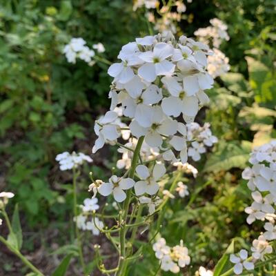 Hesperis matronalis 'Alba' - Hesperis matronalis 'Alba'