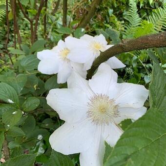 Clematis 'Madame Le Coultre'