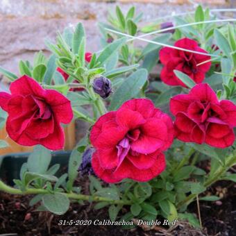 Calibrachoa 'Double Red'