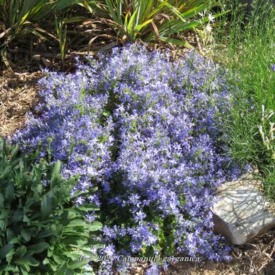 Campanula garganica - Campanula garganica