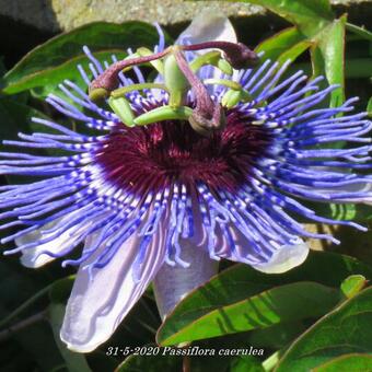 Passiflora caerulea