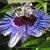 Passiflora caerulea