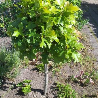 Quercus palustris 'Green Dwarf'