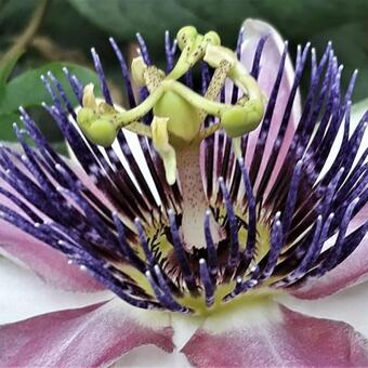 Passiflora caerulea