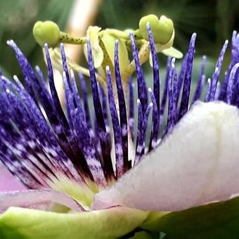 Passiflora caerulea