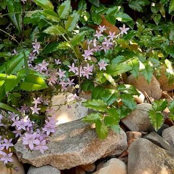 Campanula portenschlagiana