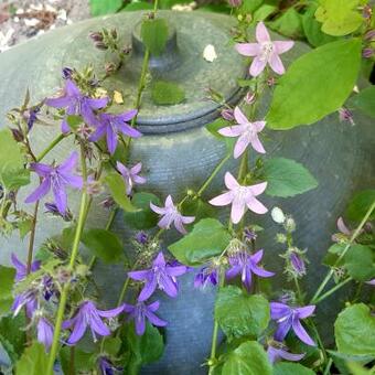 Campanula portenschlagiana