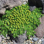 Azorella osorno wild collected - 