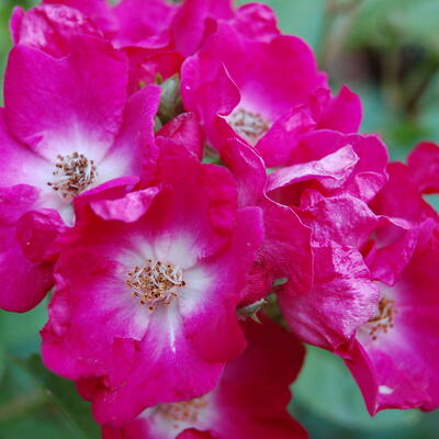 Rosa 'Marjorie Fair' - 