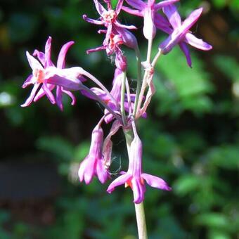 Tulbaghia 'Moya'