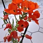 Ornithogalum dubium (oranje) - 