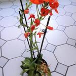 Ornithogalum dubium (oranje) - 