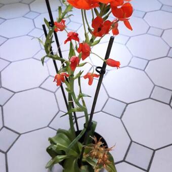 Ornithogalum dubium (oranje)