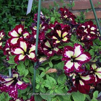 Petunia 'Lightning Sky'