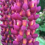 Lupinus WEST COUNTRY 'Masterpiece' - Lupinus Westcountry 'Masterpiece'