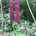 Lupinus WEST COUNTRY 'Masterpiece' - Lupinus Westcountry 'Masterpiece'