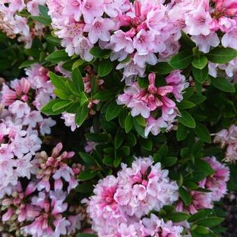 Rhododendron micranthum 'Bloombux'