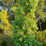 Liquidambar styraciflua 'Slender Silhouette' - 