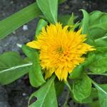 Helianthus annuus 'Teddy Bear' - 