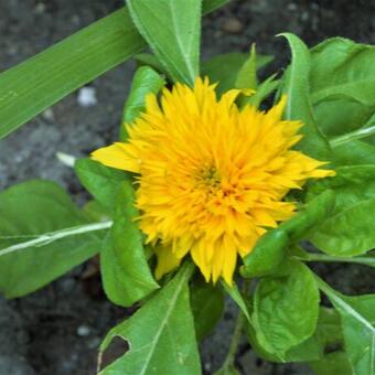 Helianthus annuus 'Teddy Bear'