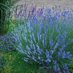 Lavandula - Lavande - Lavandula