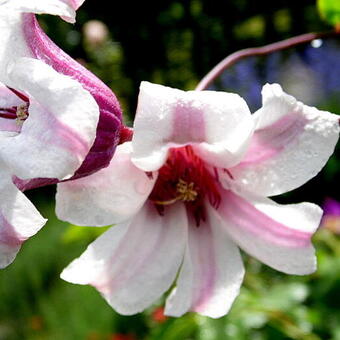 Clematis texensis 'Princess Kate'