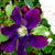 Clematis 'Warszawska Nike'