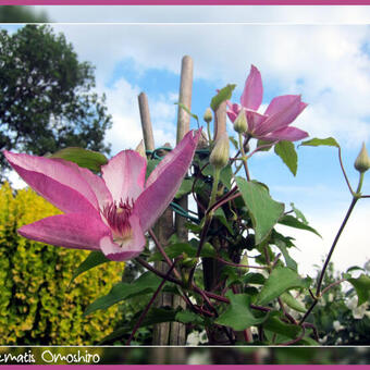 Clematis 'Omoshiro'