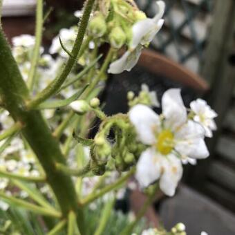 Saxifraga longifolia