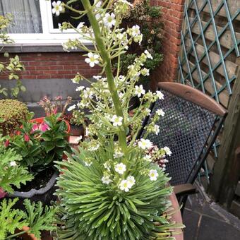 Saxifraga longifolia