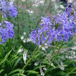 Agapanthus 'Loch Hope' - 