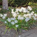 Ipheion uniflorum 'Alberto Castillo' - 