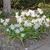 Ipheion uniflorum 'Alberto Castillo'