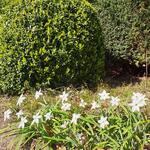 Ipheion uniflorum 'Alberto Castillo' - 