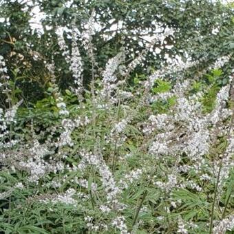 Vitex agnus-castus 'Albus'