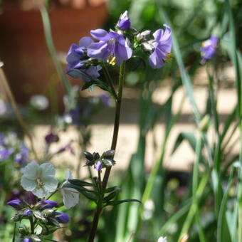 Polemonium yezoense var. hidakanum 'Purple Rain'