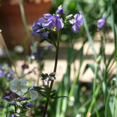 Polemonium yezoense var. hidakanum 'Purple Rain' - Polemonium yezoense var. hidakanum 'Purple Rain'