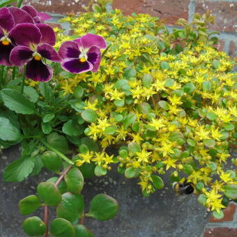 Sedum tetractinum 'Coral Reef'