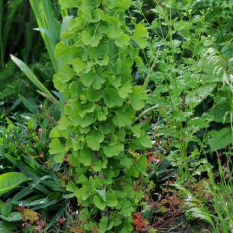 Ginkgo biloba 'Kopinica'