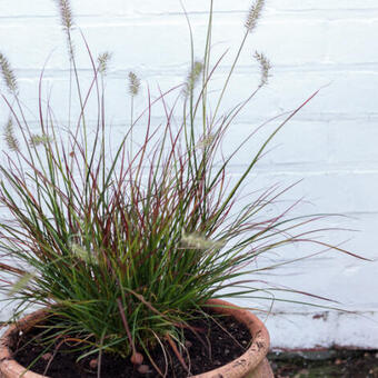 Pennisetum alopecuroides 'Burgundy Bunny'