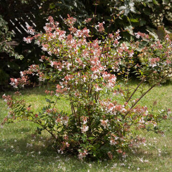 Abelia x grandiflora