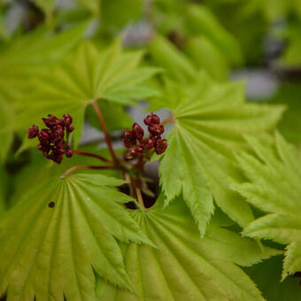 Acer palmatum