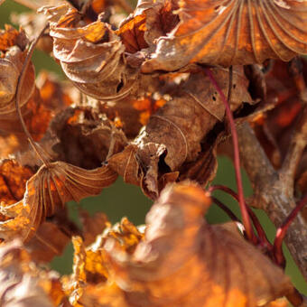 Acer palmatum