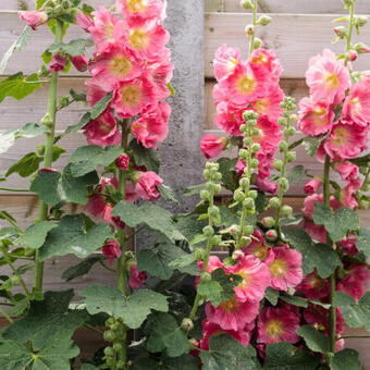 Alcea rosea