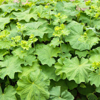 Alchemilla erythropoda