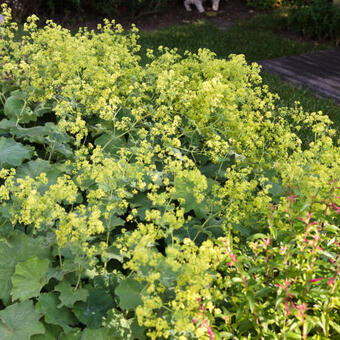 Alchemilla erythropoda