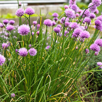 Allium schoenoprasum