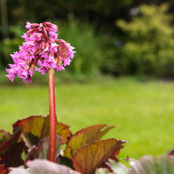 Bergenia cordifolia