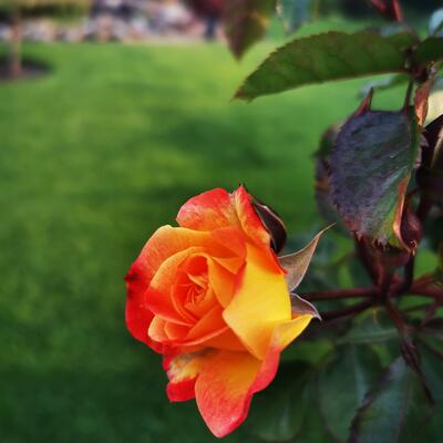 Rosa 'Firebird' - 