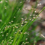 Melica uniflora - 